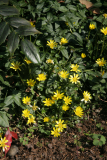 Ranunculus ficaria RCP4-2013 081.JPG